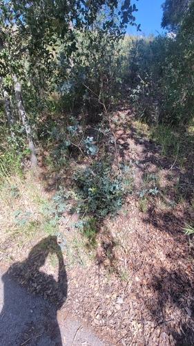 iNaturalist observation photo of Dumosae