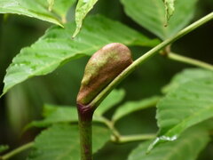 Leea nova-guineensis