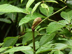 (c) Steve Fitzgerald, some rights reserved (CC BY-SA) Leea nova-guineensis, photograph (c) Steve Fitzgerald, some rights reserved (CC BY-SA)