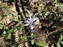 Iris macrosiphon