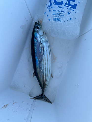 Katsuwonus pelamis