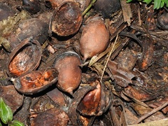 Attalea butyracea