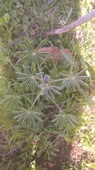 Lupinus pilosus