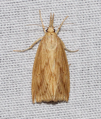 Diatraea crambidoides