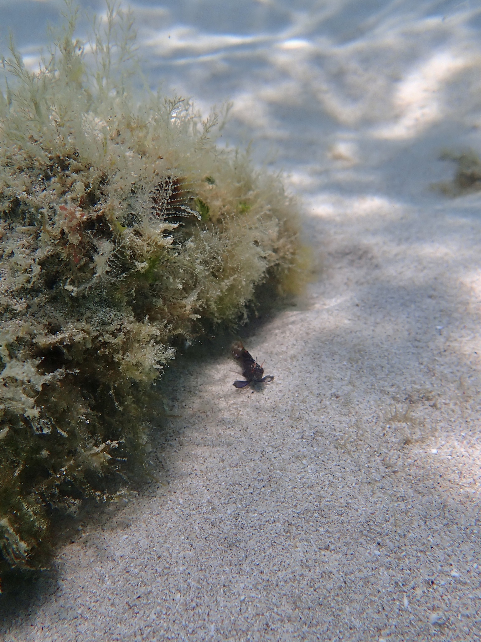 Gulf Signal Blenny photo 3