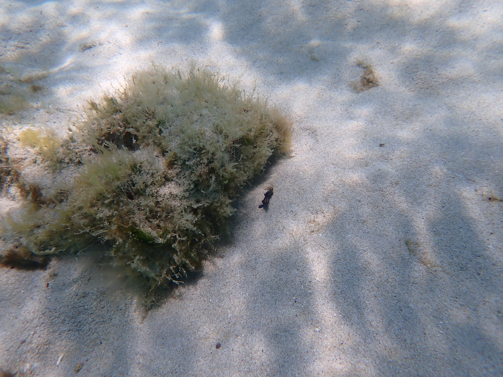 Gulf Signal Blenny photo 4