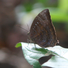Arhopala centaurus nakula