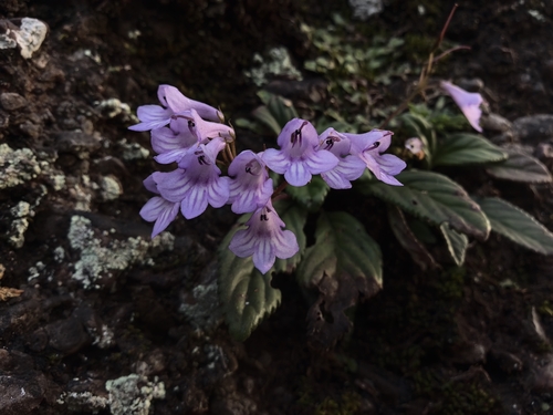 Petrocodon hancei