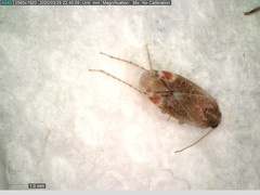 Hamatophylus guttulosus