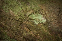 Tamopsis brisbanensis