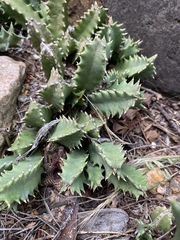 Huernia stapelioides
