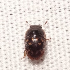 Cryptarcha strigatula