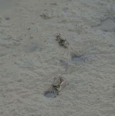 Macrophthalmus banzai