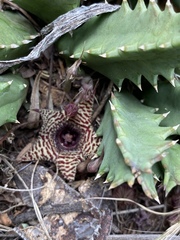 Huernia stapelioides
