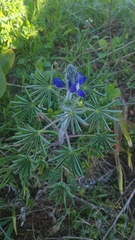 Lupinus pilosus