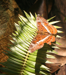 Lebadea martha martha