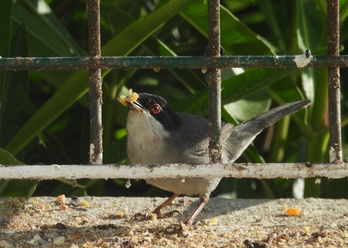Avistamiento Curruca cabecinegra