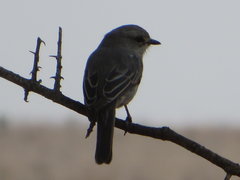 Bradornis microrhynchus
