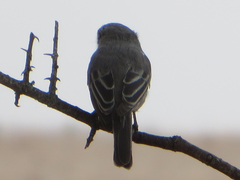 Bradornis microrhynchus