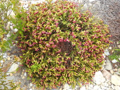 Erica cabernetea