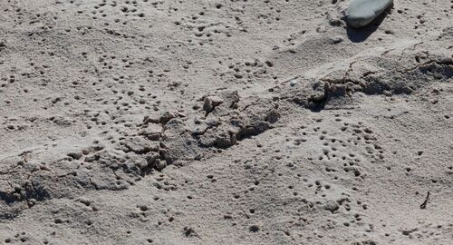 Cape Golden Mole