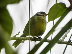 Torreornis inexpectata