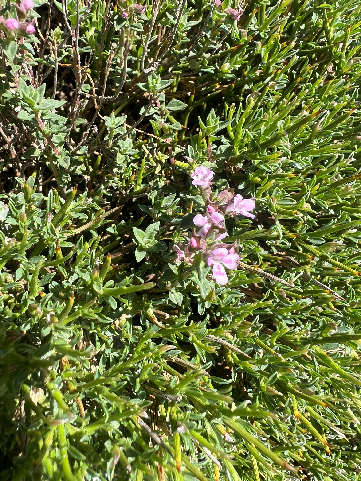 Caraway thyme