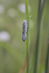 Myelois circumvoluta