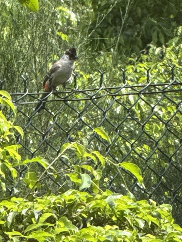 Sooty-headed Bulbul