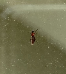 Dilophus tibialis breviceps