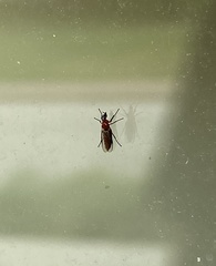 Dilophus tibialis breviceps