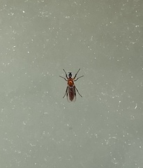 Dilophus tibialis breviceps