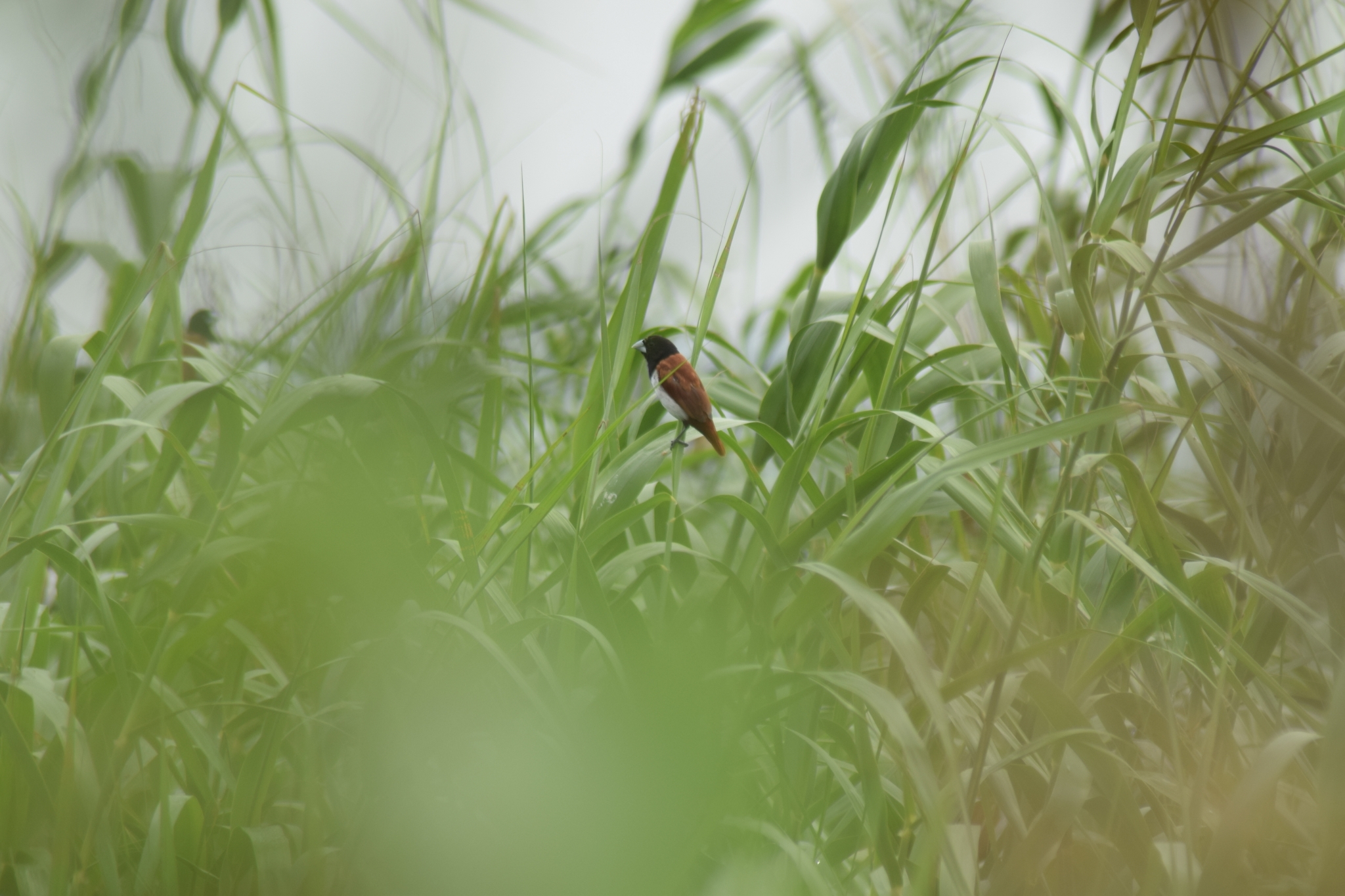Tricoloured Munia