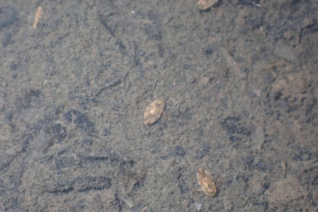 Micronecta Raccolte Micronecta in April 2026 by Yui Hong Chiu · iNaturalist
