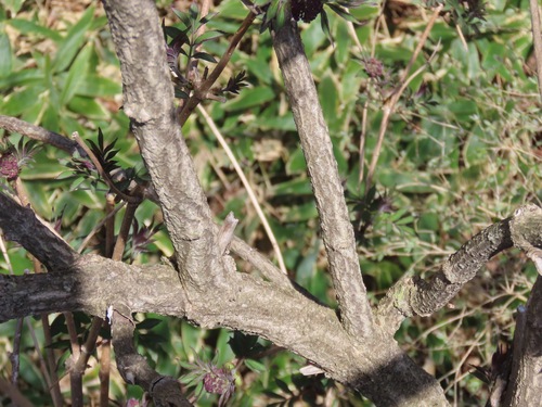 Sambucus sieboldiana, photograph 2