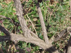 Sambucus sieboldiana, photograph (c) Marco Mussita, some rights reserved (CC BY)
