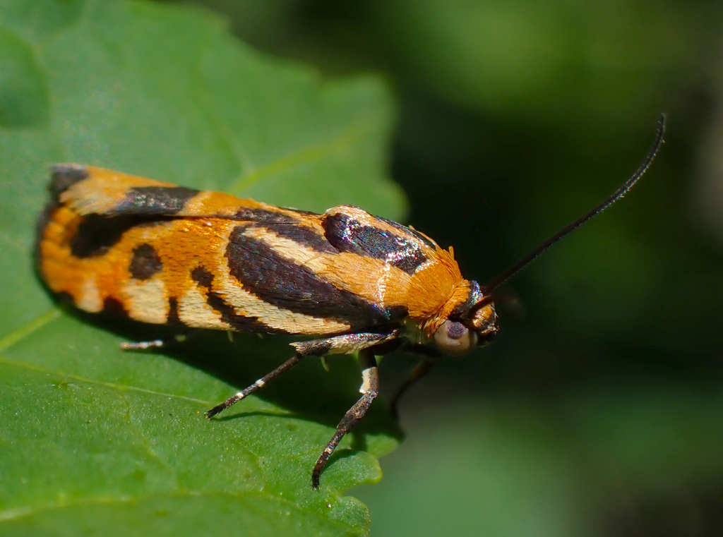 Spragueia onagrus