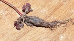 Oxalis imbricata