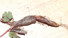 Oxalis imbricata