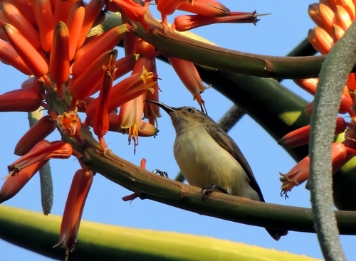 Eastern Miombo Sunbird (Cinnyris manoensis), photo 2