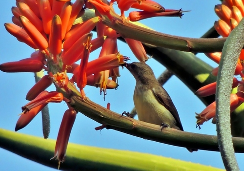 Eastern Miombo Sunbird (Cinnyris manoensis)