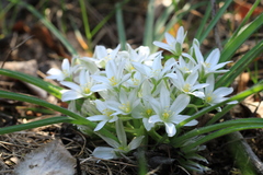 Ornithogalum fimbriatum