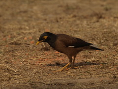 Acridotheres tristis