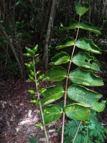 Commiphora grandifolia image