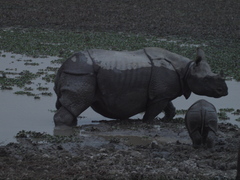 Rhinoceros unicornis