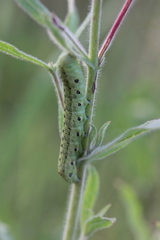 Proserpinus proserpina
