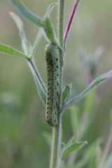 Proserpinus proserpina