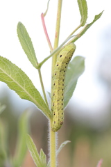 Proserpinus proserpina