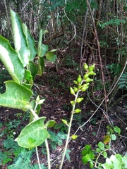 Commiphora grandifolia image