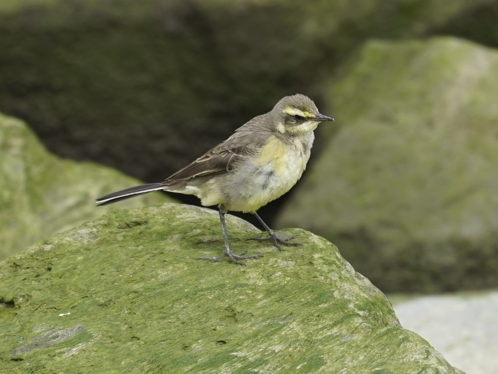 Foto de Eastern Yellow Wagtail